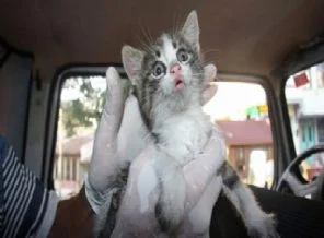 Mahkeme kararıyla kedi kurtarma operasyonu