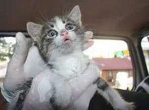 Mahkeme kararıyla kedi kurtarma operasyonu