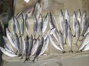 Oltalara çingene takıldı tanesi 5 TL'den satılıyor