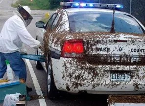 Polis: O kadar örgütlüsünüz ki, arıları bile eğitmişsiniz!