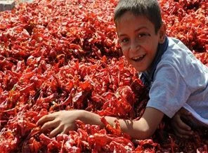 Şanlıurfa'da isot sezonu açıldı