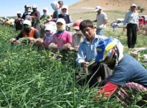 Tarımda üretim rekoru işte bu illerde