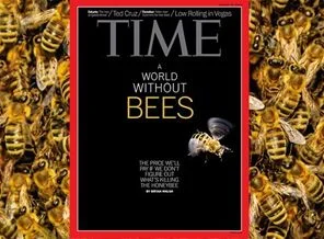 TIME dergisi arı ölümlerini kapağına taşıdı