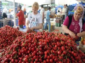 Türk üreticiler ABD kirazını Avrupa pazarından sildi