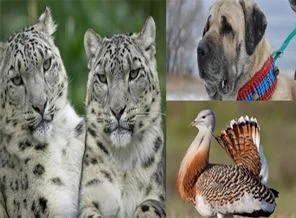 Türkiye'nin hayvan varlığı tehlike altında