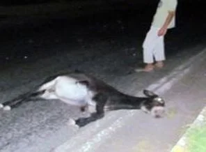 Yola çıkan eşek kazaya neden oldu