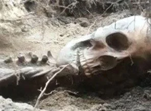 100 yıllık kemikler bulundu