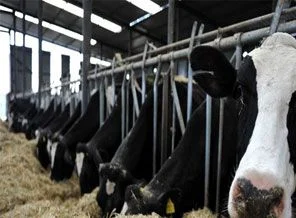 80 kente günde 2 bin hayvan sevkiyatı yapıldı