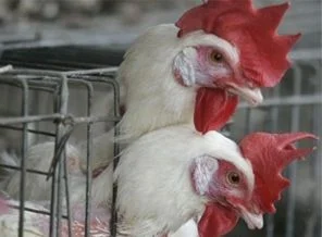 Antibiyotiğe karşı dirençli bakteriler tavuklar bakteri yuvası