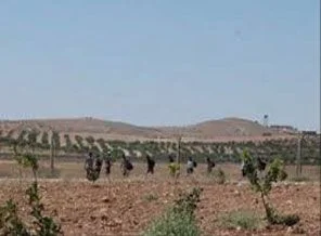 Ayvalık'ta 16 kaçak yakalandı