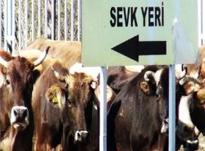 Batı'ya kurban sevkiyatı başladı