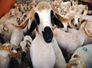 Bu Kurban Bayramı'nda ithal hayvan yok