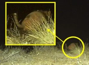 Foto Haber: Bugüne kadar kimse görüntüleyememişti