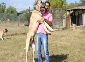 Foto Haber: Otomobil parasına köpek satın aldı