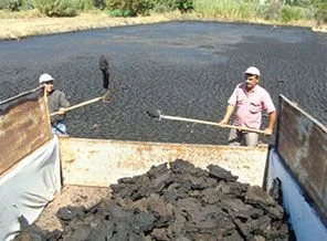 Kara zeytin beyaz altına dönüştü