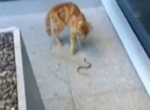 Kedi ile yılan kavgaya tutuştu