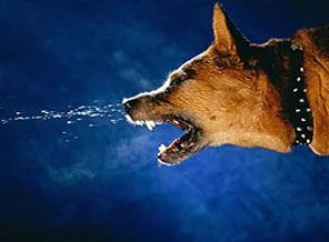 Köpekler kadını parçalayıp öldürdü