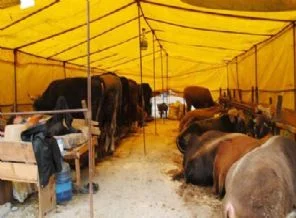 Kurbanlıklar görücüye çıktı