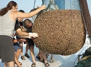 Marmara Deniz'i alarm veriyor: Sadece deniz kestanesi kaldı