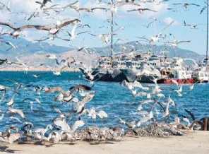 Martıların sardalya keyfi