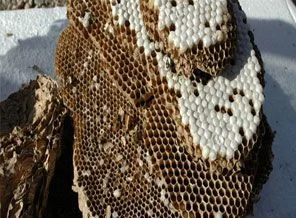 Ordu'dan yaban arısı istilası