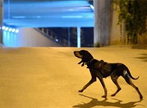 Roketatarlı eylemcileri takip köpekleri mi buldu?