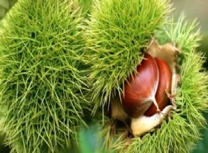 Sezonun ilk kestanesi 10 liradan satıldı