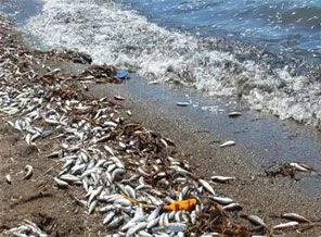 Tonlarca ölü balık karaya vurdu