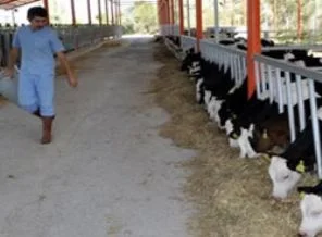 'Üniversiteli' kurbanlıklar satışta