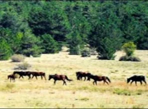 Yılkı atlarının nüfusu 200'ü geçti