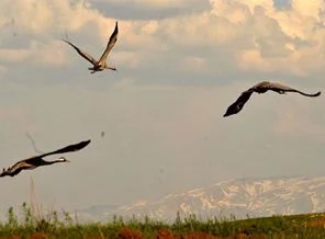 12 çift kaldı