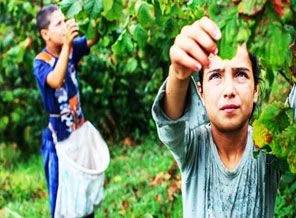Artık çocuklar fındık toplamayacak