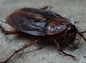 Çin'in yeni mucize ilacı