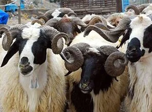 Ekonomiye 'kurban' dopingi