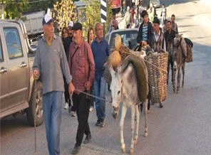 Gelenek için eşeklerle 27 kilomerte yürüdüler