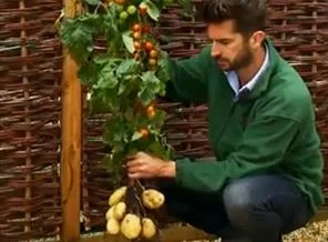 İngiltere'de hem domates hem de patates üreten bitki tanıtıldı