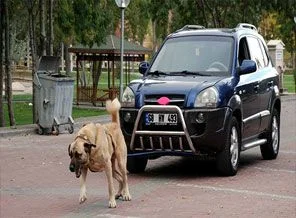 Kangal'a Aksaray'dan rakip