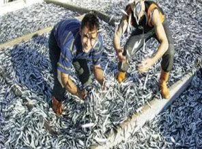 Karadeniz'de hamsi bolluğu başladı