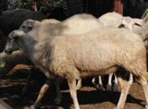 Kurban atıklarındaki kistlere dikkat