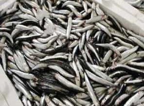Kurban Bayramı balık fiyatlarını düşürdü