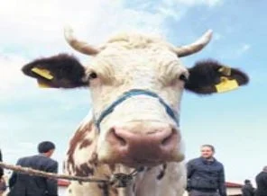Kurban inciten yandı