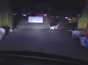 Kurban pazarına ''kurt'' indi