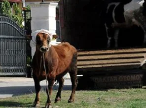 Kurban yakalama timleri iş başında