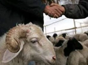 Kurbanlıklar alıcılarını bekliyor