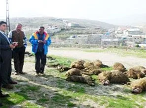 Kurtlar 124 küçükbaş hayvanı parçaladı