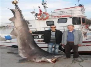 Marmara'da dev köpek balığı yakalandı