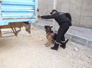 Meclis'e iki tane bomba arama köpeği verildi