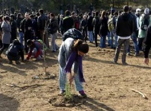 ODTÜ'de 'gece açılan yola' yeniden fidan dikildi