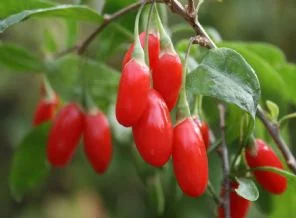 Sağlıklı yaşamanın sırrı:Goji(Foto Galeri)