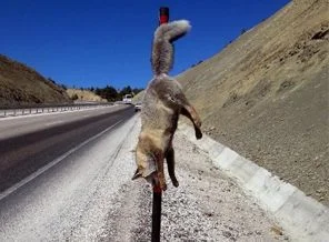 Tilkiyi yaralayıp demir çubuğa geçirdiler!